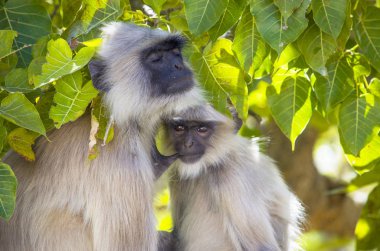 Hayvan Hindistan Güney düz Langur bir maymun