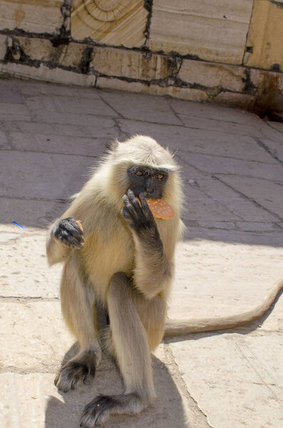 Животное обезьяна в Индии Южная квартира Язык

