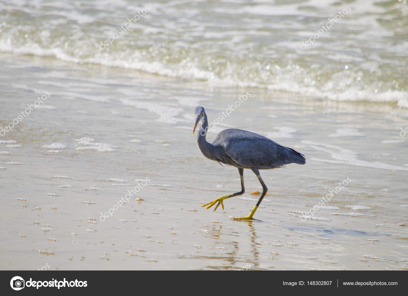 Héron Gris Un Oiseau Avec Un Bec Jaune à La Mer