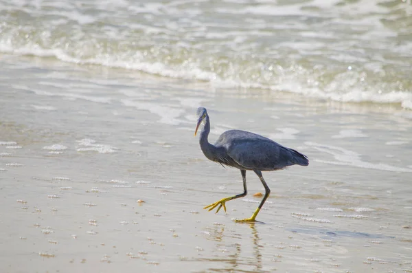 Серая цапля птица с желтым клювом у моря — стоковое фото
