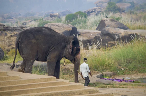 Der indische Elefant wird dazu gebracht, in Indien rituell zum Fluss zu schwimmen — Stockfoto