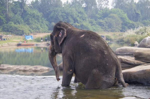 Der indische Elefant badet im Fluss schwimmen — Stockfoto