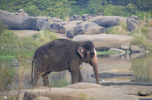 Der indische Elefant badet im Fluss schwimmen — Stockfoto