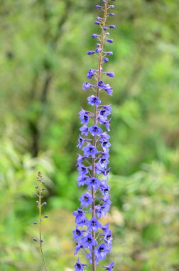 Altay Delphinium yüksek zehirli bitki