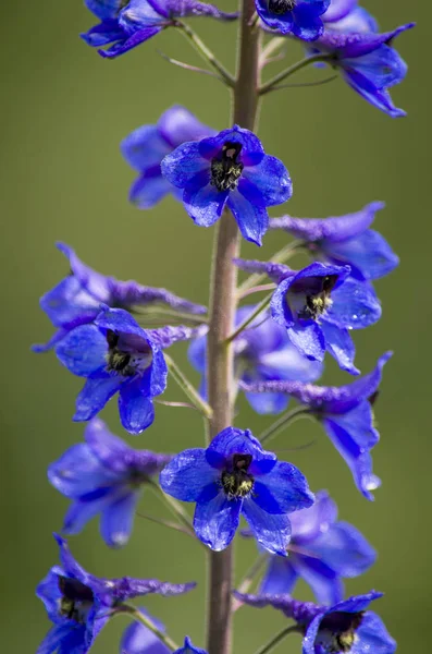 Pianta velenosa di Altai Delphinium alto — Foto Stock