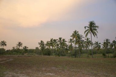 Ağaçların arasında tropikal manzara günbatımı