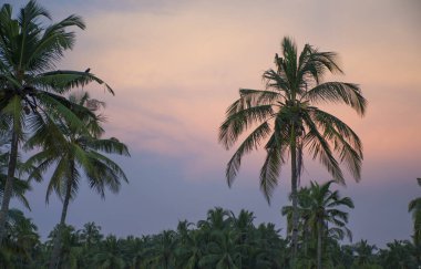 Ağaçların arasında tropikal manzara günbatımı