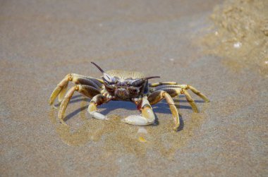 Sahilde büyük canlı deniz yengeci