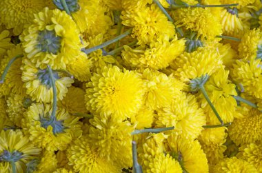 Çiçek ve yaprakların doğal arkaplanı