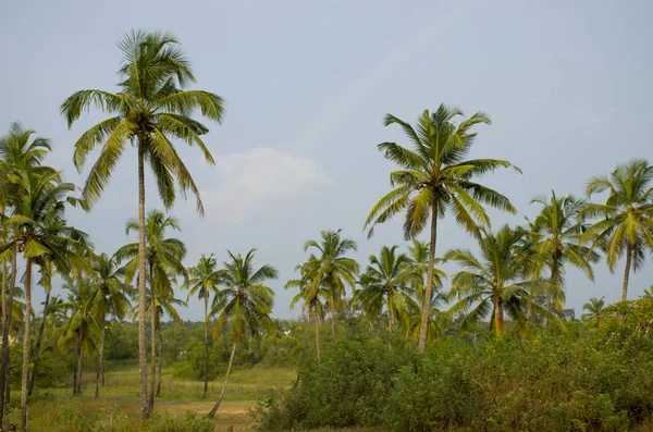 Palme Alberi Tropicali Sullo Sfondo Del Cielo Blu — Foto Stock