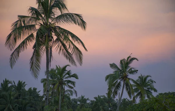 Tropical Landscape Sunset Tree — Stock Photo, Image