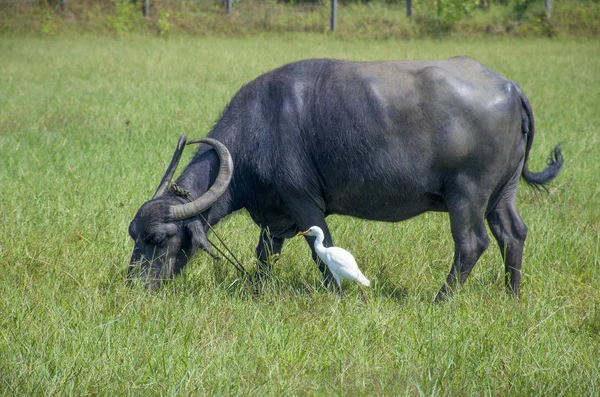 Haustiere Auf Einer Weide Ein Büffel Und Ein Reiher — Stockfoto