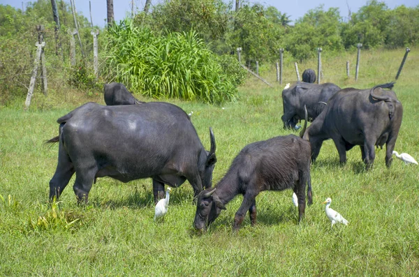 Husdjur Hage Buffel Och Vit Häger — Stockfoto