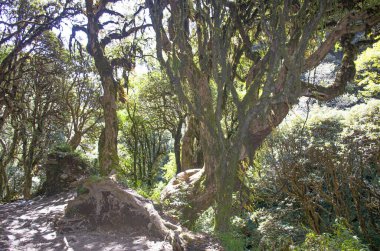 Banyan ağacı Nepal ormanlarında güzeldir.