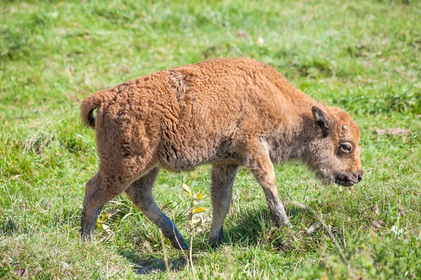 Buffalo Bison kalf lopen op gras — Stockfoto