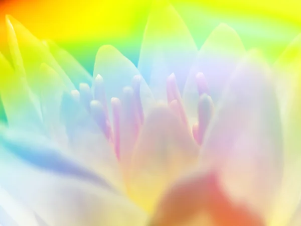 Rainbow Flower pozadí — Stock fotografie