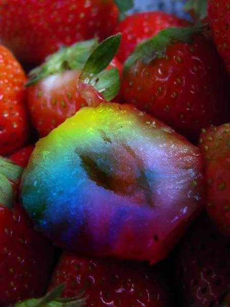 유전자 변형된 딸기 — 스톡 사진