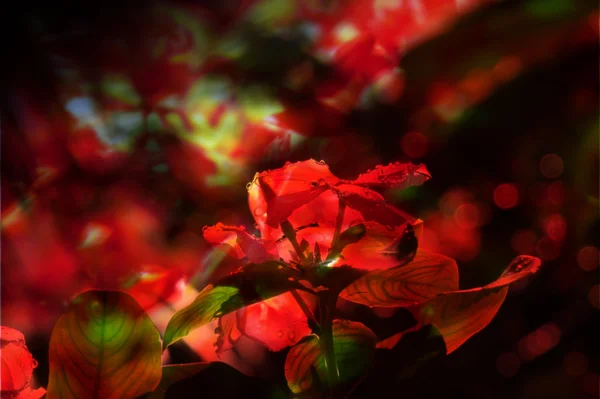 Mystical Forest Flora — Stock Photo, Image