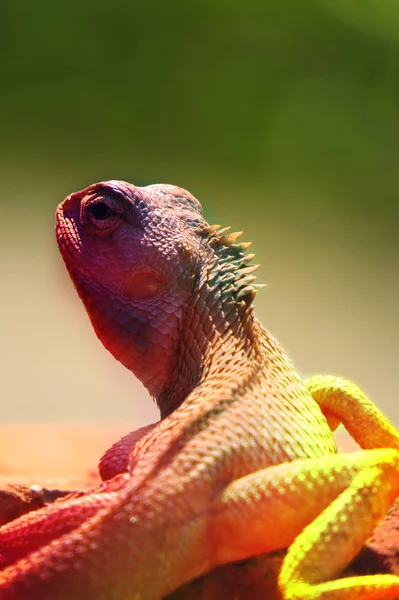 Kameleon piękne kolory — Zdjęcie stockowe