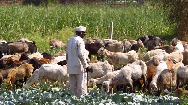 Индийский пастух со своими овцами — стоковое фото