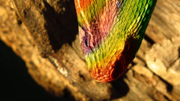 Renkli hibrid yılan — Stok fotoğraf