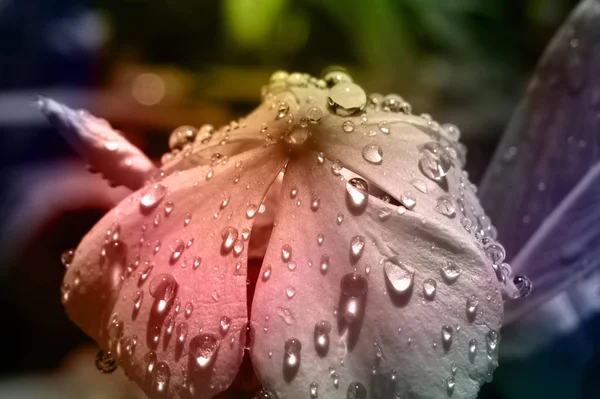 Gotas de lluvia de flores de pastel — Foto de Stock