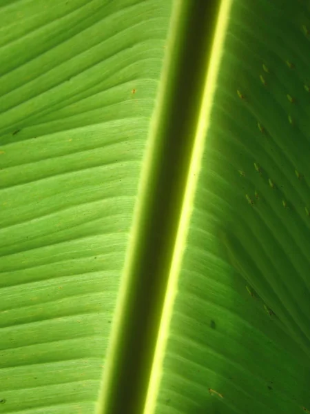 Banana foglia sfondo — Foto Stock