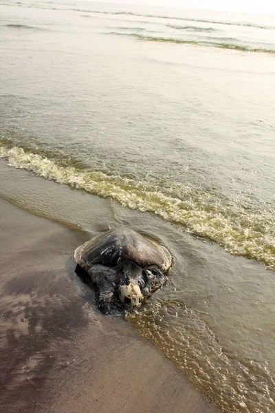Föroreningar offer sköldpadda — Stockfoto