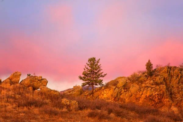 Arbre solitaire au lever du soleil — Photo