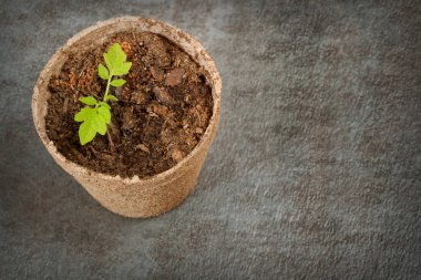 Biyolojik olarak parçalanabilen torf yosun Pot domates fidesi dokulu bir tarih ile 