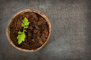 Biyolojik olarak parçalanabilen torf yosun Pot domates fidesi dokulu bir tarih ile 