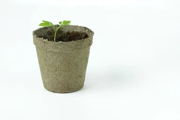 Biologisch afbreekbaar veenmos Pot met tomaat zaailingen geïsoleerd op wh — Stockfoto