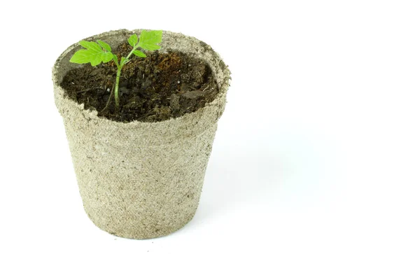 Biologisch afbreekbaar veenmos potten met tomaat zaailingen geïsoleerd op w — Stockfoto