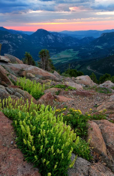 Flores silvestres en Trail Ridge Road en el Parque Nacional de las Montañas Rocosas — Foto de Stock