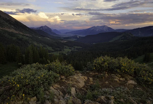 Gün batımında dağlarda Colorado kır çiçekleri — Stok fotoğraf