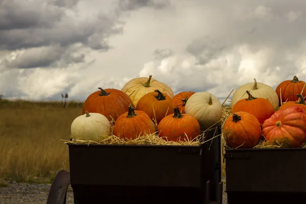 Carro rústico lleno de calabazas de otoño —  Fotos de Stock