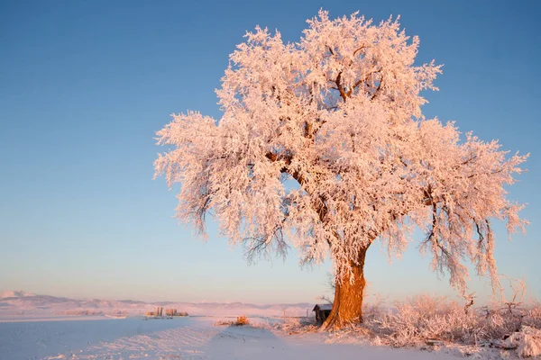 Matné Ice osamělý Zimní strom na zářící při východu slunce — Stock fotografie