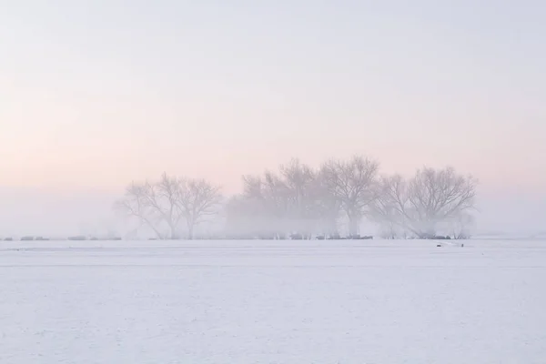 Ganado en la nieve de invierno de la mañana — Foto de Stock