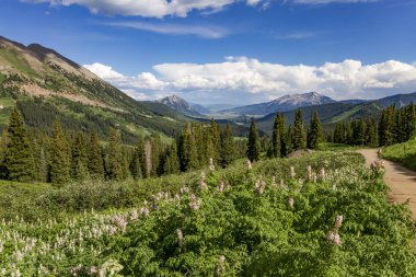 Wildflower season along the mountainside in Crested Butte Colora clipart