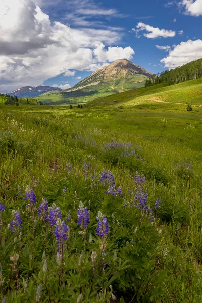 Crested Butte kır çiçekleri — Stok fotoğraf