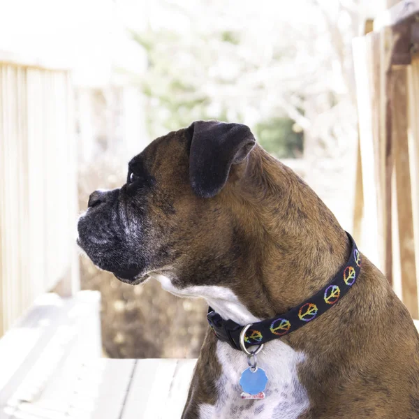 Pedigreed Boxer sentado na varanda de trás . — Fotografia de Stock