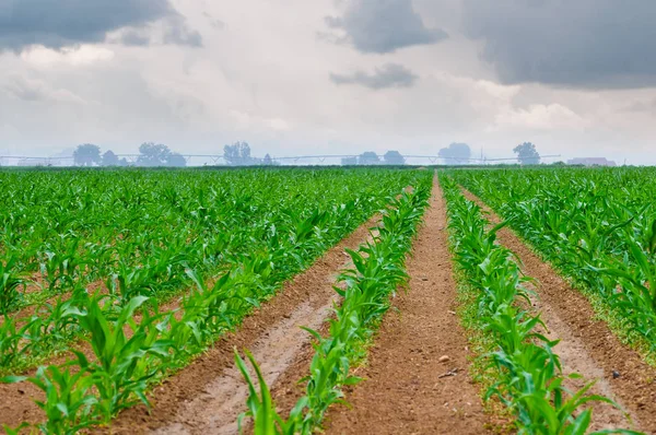 Campo de maíz de Colorado con un cielo nebuloso por la mañana —  Fotos de Stock