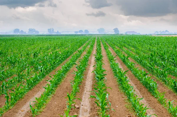 Colorado campo di grano con un cielo nebbioso mattina — Foto Stock