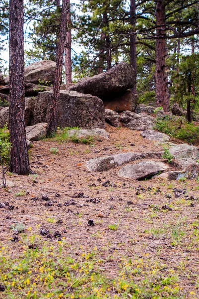 Large rocks among pine trees. — Stock Photo, Image