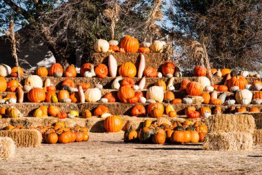 Kabak Cadılar Bayramı öncesi satış satırları.