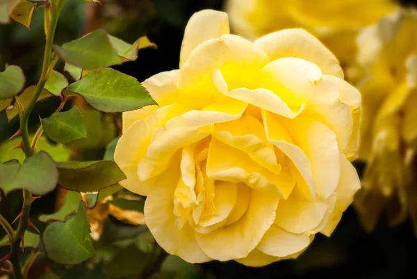 Schöne gelbe Rose blüht im Garten — Stockfoto