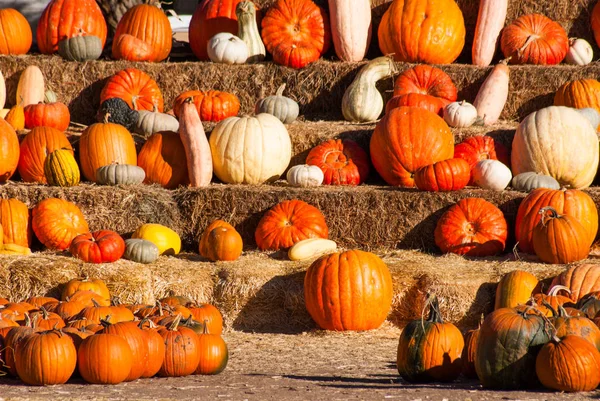 Řádky pumkins k prodeji před Halloween. — Stock fotografie