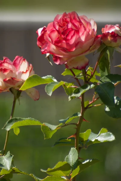 Rosen, weiß mit roten Rändern in voller Blüte — Stockfoto