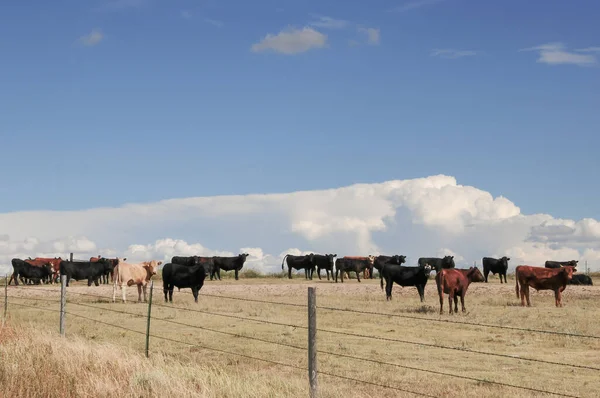 Jóvenes bueyes pastando en las llanuras de Colorado, EE.UU. — Foto de Stock