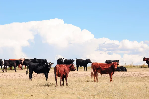 Colorado düzlüklerinde otlayan genç öküzler, Usa — Stok fotoğraf